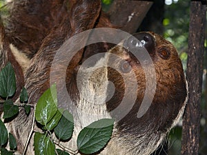 Male two-toed sloth is climbing under a branch