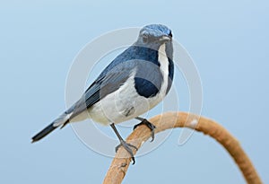 Male Ultramarine Flycatcher Ficedula superciliaris