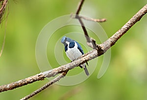 Male Ultramarine Flycatcher (Ficedula superciliaris)