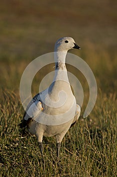 Male Upland Goose