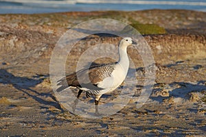 Male Upland Goose