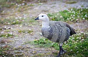 Male upland goose , argentina