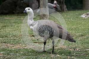 Male of upland goose or Magellan Goose