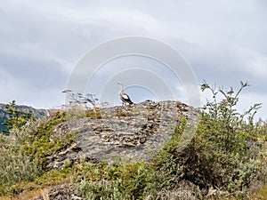 Male upland or Magellan goose, Chloephaga picta, on rock in Tier