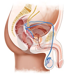 male reproductive system photo