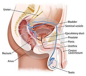 male urinary system photo