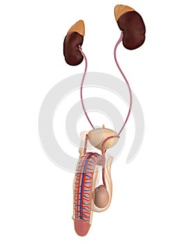 Male urinary system