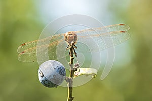 Male Vagrant darter Sympetrum vulgatum resting