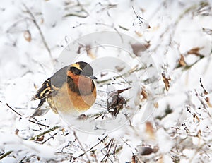 A male Varied Thrush Ixoreus naevius on Snowy Branch