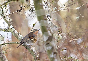 A male Varied Thrush Ixoreus naevius on Tree Branch