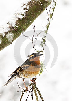 A male Varied Thrush Ixoreus naevius on Tree Branch 3