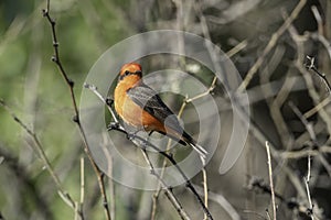 Male Vermillion Flycatcher in Arizona