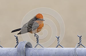 Male Vermillion Flycatcher in Arizona