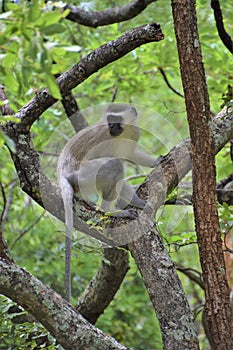 A male vervet monkey in a tree