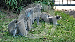 Male vervet monkey in a troop