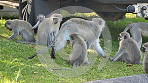 Male vervet monkey in a troop