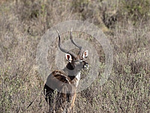 Male very rare Mountain nyala, Tragelaphus buxtoni, Bale mountains, Ethiopia