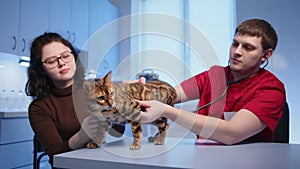 Male vet conducts check-up of Bengal cat listening heart beat with stethoscope