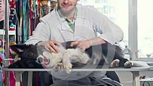 Male vet doctor examining fur of a cute happy dog at his clinic