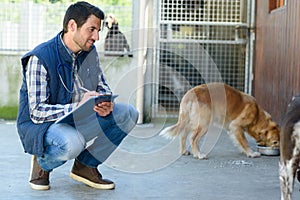 male vet observing dogs eating