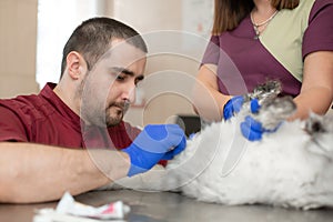 A male veterinarian anesthesiologist makes the procedure for a cat - a catheterization of the bladder. The assistants are holding