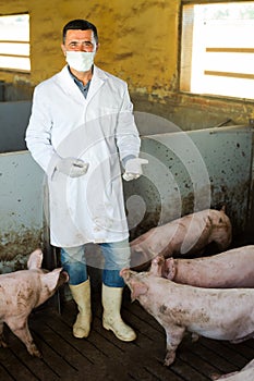 Male veterinarian at pig farm