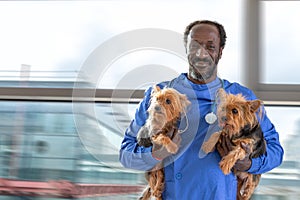 Male veterinarian with stethoscope around neck, holding two dogs Yorkshire Terrier,in his arms.