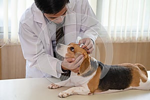 Male veterinarian using stethoscope examining a beagle dog breed on vet table at clinic