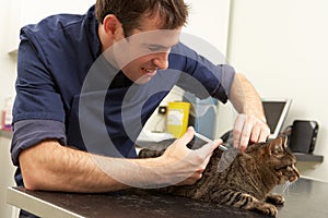 Male Veterinary Surgeon Examining Cat In Surgery