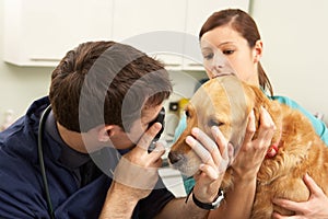 Male Veterinary Surgeon Examining Dog In Surgery