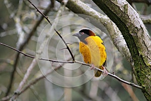 Male Village weaver Ploceus cucullatus, also known as the spot