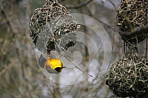 Male Village weaver Ploceus cucullatus, also known as the spot photo