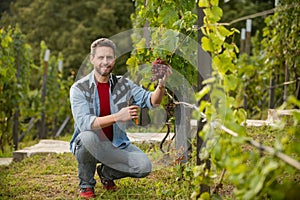 male vineyard owner. happy winegrower on grape farm. man harvester on summer harvest.