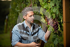 male vineyard owner. professional winegrower on grape farm. positive man harvester