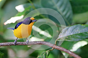 Male of the Violaceous Euphonia Euphonia violacea perched on a branch