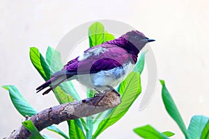 Male violet-backed starling sitting on a branch in front of bright green leaves