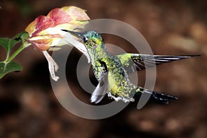A male violet-capped woodnymph hummingbird collecting nectar