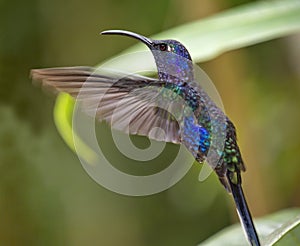 Male violet sabrewing photo