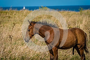 Male virile masculine young horse with his penis out