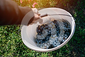 Male viticulturist harvesting grapes in grape yard