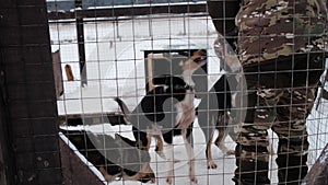 Male volunteer opens an aviary and is going to feed dogs.