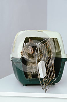 male volunteer takes a kitten out of a carrier.