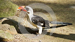 Male Von der Decken's Hornbill