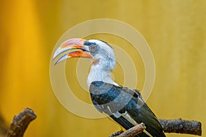 Male Von der Decken\'s hornbill (Tockus deckeni