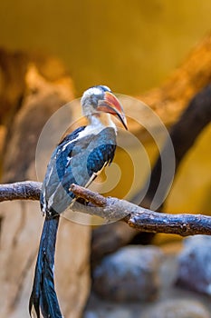 Male Von der Decken\'s hornbill (Tockus deckeni