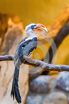 Male Von der Decken\'s hornbill (Tockus deckeni