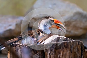 Male Von der Decken\'s hornbill (Tockus deckeni