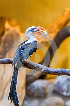 Male Von der Decken\'s hornbill (Tockus deckeni