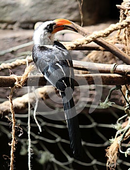 Male Von der Decken's hornbill (Tockus deckeni) perched on pole : (pix Sanjiv Shukla)