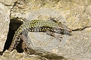 A male Wall Lizard Podarcis muralis sunbathing on a stone wall.